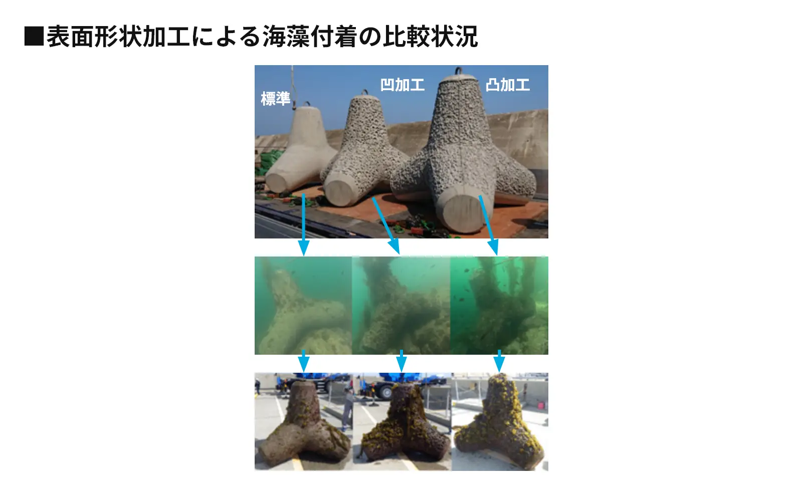 表面形状加工による海藻付着の比較状況