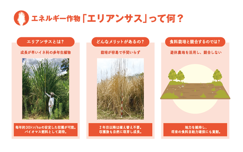 エネルギー作物「エリアンサス」って何？