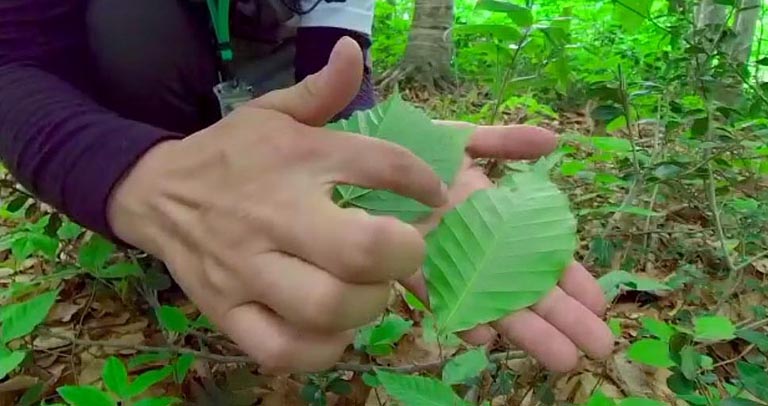 ブナの葉はお椀型で真ん中が少しくぼんでいます。雨を受け止めて水を集めるのに良い形です。