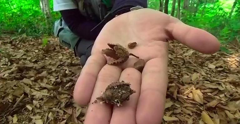 森の生き物たちには大事な食糧であるブナの実もありました。