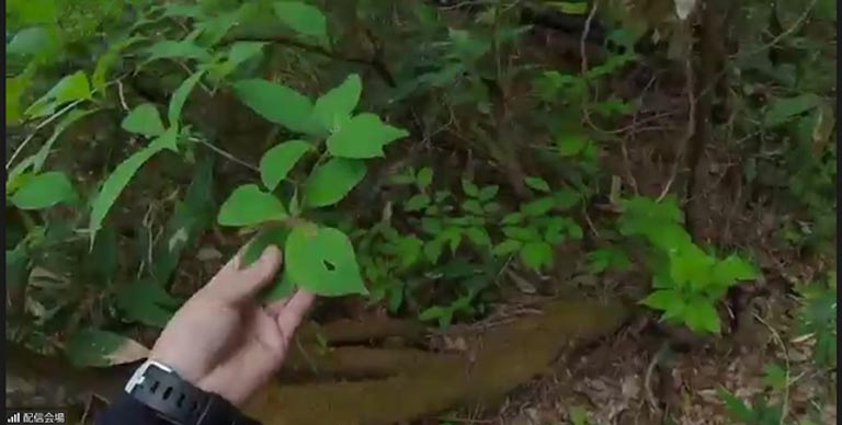 森の中は少しひんやり、葉もとても柔らかく、形もいろいろです。森の中には生き物たちの住処、ネズミの穴やキツツキの巣もあります。