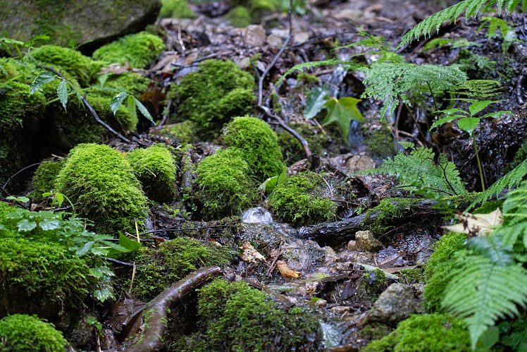 森の中には知らない植物がいっぱい