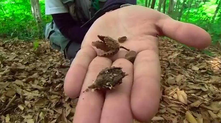 ブナの実を見つけました。その殻の中に入っている小さな実は栄養があるので森の生き物の食料になっています。