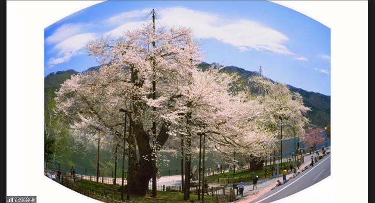 荘川桜