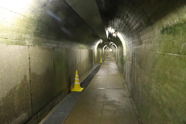 通路の壁にはコケが生育。蛍光灯の光で光合成し、鮮やかな緑色になっていました