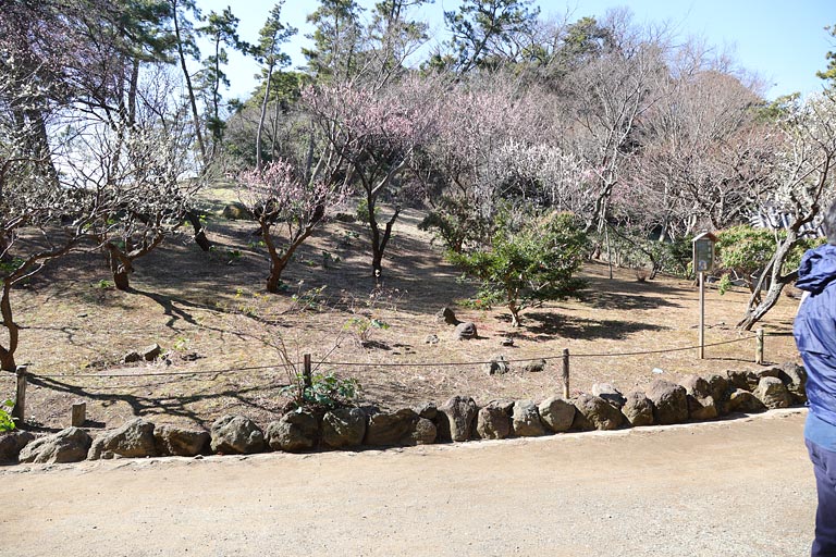 土を盛って築山を作り10mほどの木を植え、三渓園の景観を守りました