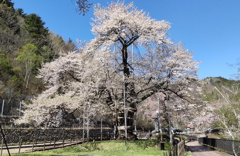 荘川桜
