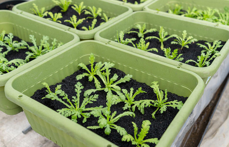 宙炭100%の土壌で栽培されている野菜