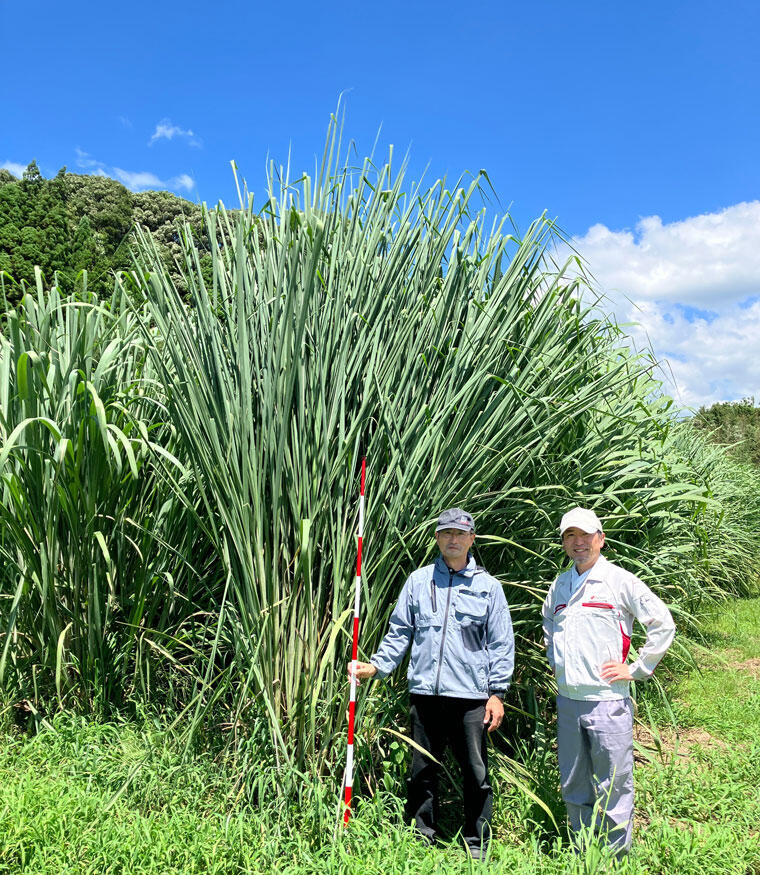 エリアンサス栽培風景