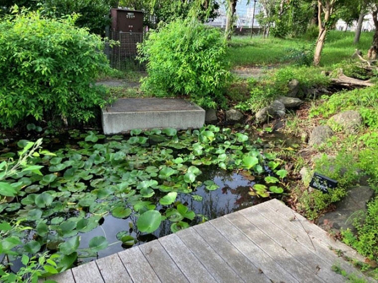 ビオトープ内のため池