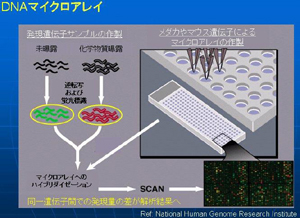 DNAマイクロアレイ