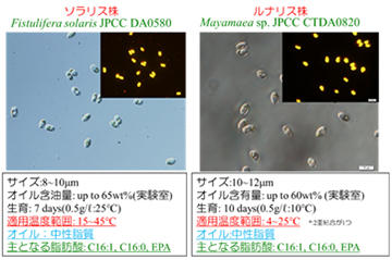 ＊２  2種類（耐冷性と中温性）の微細藻類