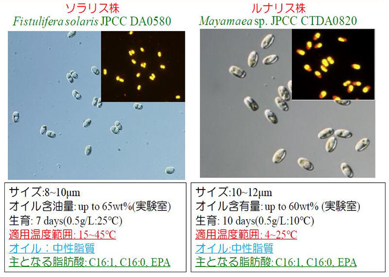 Jパワーで研究開発を行っている微細藻類