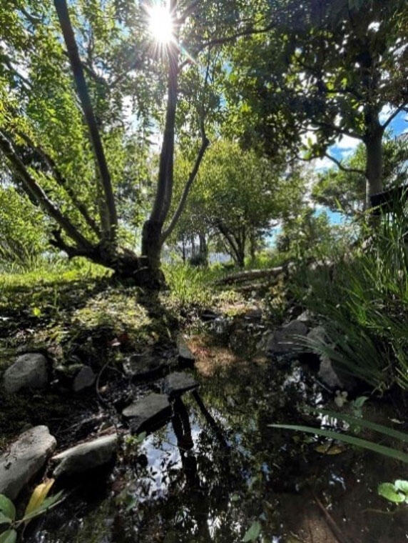 ビオトープ内の植栽