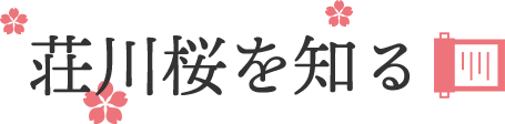 荘川桜を知る